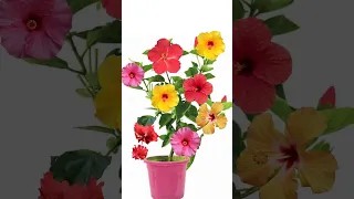 How to grafting hibiscus flower plant at home #shorts #hibiscusgrafting #youtubeshorts #hibiscus