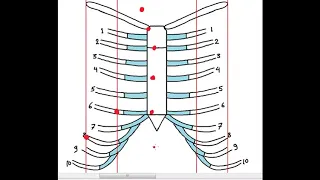 Anatomy of respiratory system 10 : surface anatomy of lung and pleura