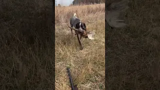 German Shorthaired Pointer retrieving a pheasant