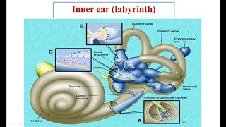 2 inner ear