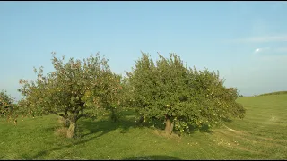 Dawne odmiany jabłoni i ich zachowanie