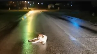 Paralyzed pregnant dog found helpless, lying in the middle of the street!