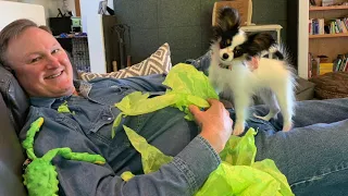 Bella just wants to play!    (best papillon puppy music video)