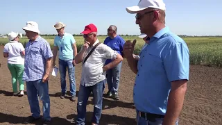 Сорта озимой пшеницы.  День поля в НИИСХ Крыма 2019 г