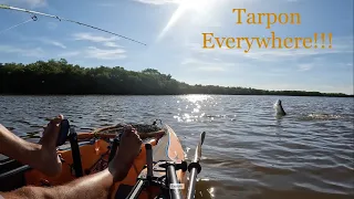 Tarpon are infesting Matlacha, Florida. Kayak fishing charters.