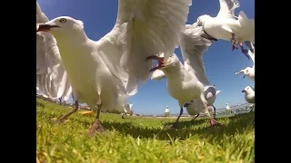 The Sound of Seagulls