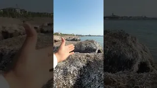 Тонны мусора гниют прямо на пляже в центре Европы. Посейдония. Парадокс вонючих водорослей.