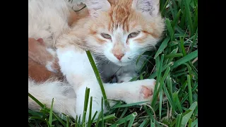 Pregnant Cat Giving Birth to 6 Kittens - Part 2, cool Kittens - the mother doesn't come back #shorts