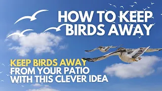 How To Keep Birds Away | Keep Birds Away from Your Patio with This Clever Idea