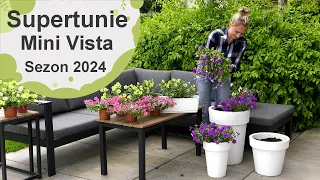 Supertunia Mini Vista. Jak je sadzić, jak pielęgnować i jakie odmiany mamy do wyboru? Sezon 2024