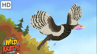 Wild Kratts | Can Turkeys Fly? 🦃 Happy Thanksgiving!