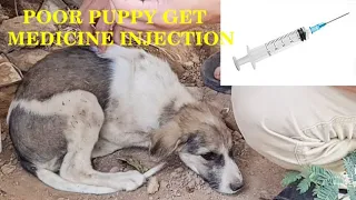 Puppy rescue | Poor puppy get sick and receive medicine injection