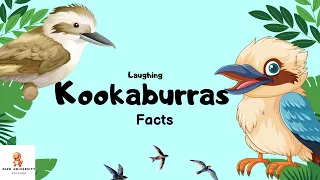 Lets learn about Kookaburras!!!