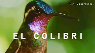 El Colibrí | Mini Documental