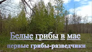 Первые белые грибы и маслята в мае