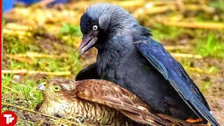 This Hawk Became Prey for Its Prey