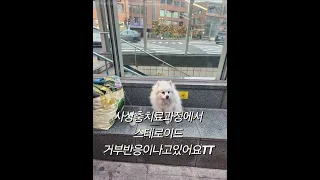 서울이를 위해 응원해주세요!! 이제 빨리 몸낳아서 집가자  집에서밥도먹고 공원산책도하고 너무고생했어😭 조금만 더힘내자🙏