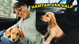 VI HAR KÖPT HUND!