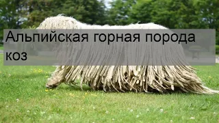 Альпийская горная порода коз