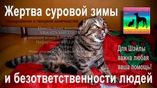 Котёнок жертва сорокаградусного мороза и ОХД конечностей pomogite jivotnomu