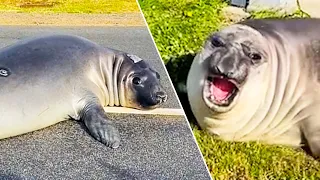 Seal Terrorises Aussie Town - Ozzy Man Reviews