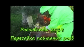 Пересадка роя из ловушки в улей. Соединение семьи и роя с помощью самогона.