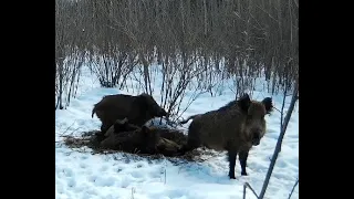 Дикие кабаны вьют гнёзда как птицы