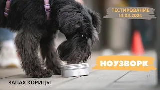 НОУЗВОРК для собак / Тестирование: запах корицы 14.04.2024