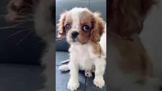 Baby Cavalier King Charles Spaniel