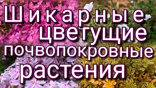 Шикарные цветущие почвопокровные растения весной! Яркий ковер вместо газона 🥰