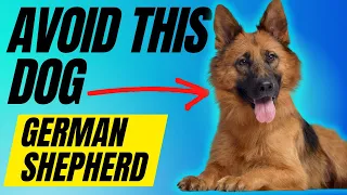 Avoid Owning a German Shepherd Dog Unless You Have These 7 Things
