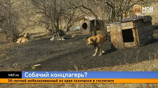 В Красноярском крае зоозащитник устроил драку с владельцем приюта для собак