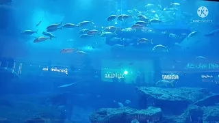 Shark Dubai Mall Aquarium#dubai