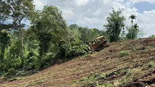 CAT D6r XL Bulldozer Pushes Amazing Big Tree