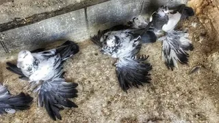 Лохмоногие Голуби" Узуун байбактуу Кептерлер  pigeon pigeons