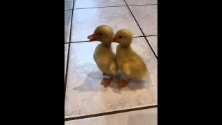 Little Ducklings quack .... cute baby ducks!