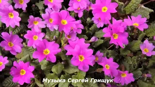 Музыка Для Души НОВАЯ ВЕСНА Музыка Сергей Грищук #МУЗЫКА #КРАСИВАЯМУЗЫКА