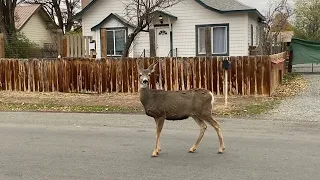 Олени 1 в Калифорнийском городе Альтурас