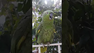 My Mealy Amazon Parrot Baby whistling beautifully!