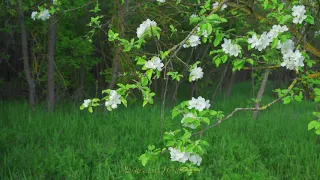 Музыка Весенней Природы ~ Пение Птиц Цветущее дерево ~ Живая Природа 4К