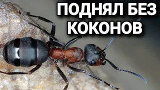 Я поднял муравьёв Formica polyctena БЕЗ коконов!!! #Муравьиярославль