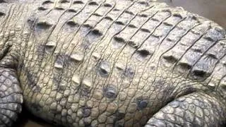 Large Costa Rican Croc