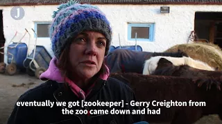 The volunteer-run farm where Ireland's mistreated horses are nursed back to health