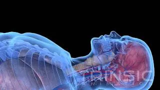 Liquid Ventilation Medical Animation