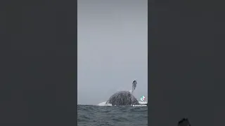 Огромный кит вынырнул