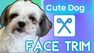 FACE TRIMMING. Cute SHORT haircut for a Shih Tzu type dog. By GroomersHarness.com