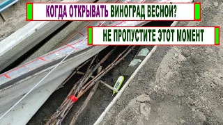 🍇 НЕ ОТКРЫВАЙТЕ ВИНОГРАД весной пока не посмотрите этот ролик! Лоза ВЫПРЕЛА или ВЫМЕРЗЛА?