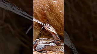 Horrible facts of king cobra #kingcobra #facts #shorts