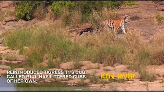 #SAVEPANNA #SAVEKENRIVER PANNA TIGER RESERVE Jewel in India's crown.KEN RIVER one of cleanest rivers