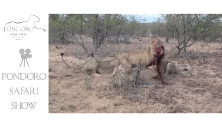 Lion eating a baboon at Pondoro